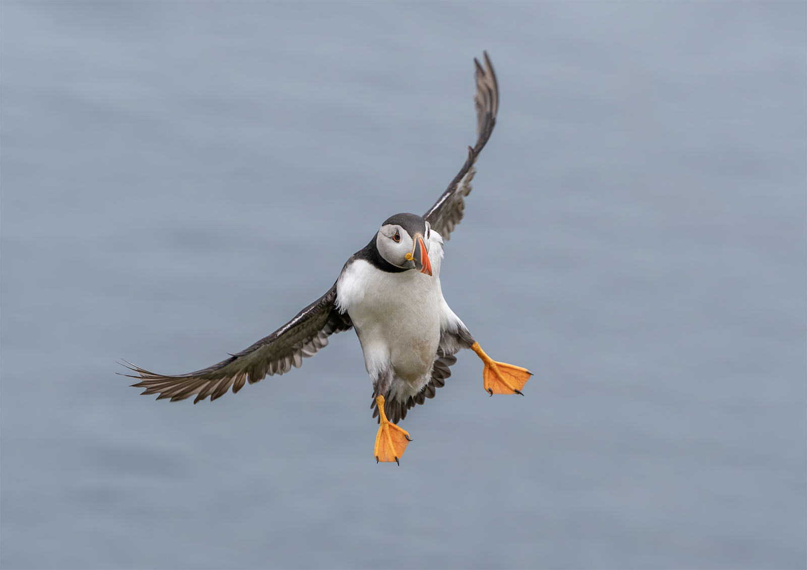 COMING INTO LAND by Chris Rogers